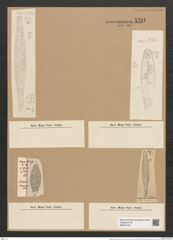 Rhaphoneis hungarica Pant. (de-Toni-Nr.: Genus 78, Species 2833) Zeichnungen Sammlung Grunow Nr. 5791 (NHMW-BOT-W0374195)